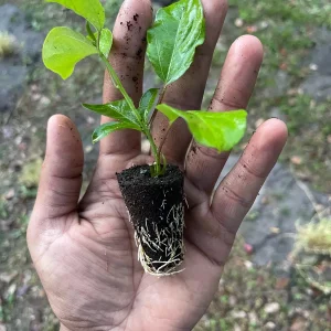 Purple Possum Passionfruit Live Plant – Exotic Edible Fruit Vine 3-7 inches - Image 9