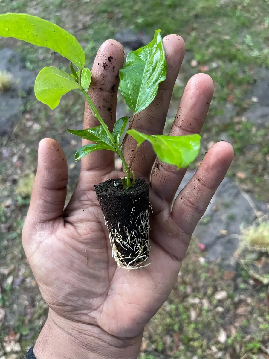 Purple Possum Passionfruit Live Plant – Exotic Edible Fruit Vine 3-7 inches - Image 9