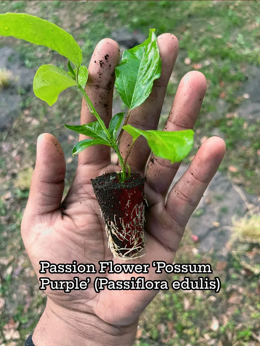 Purple Possum Passionfruit Live Plant – Exotic Edible Fruit Vine 3-7 inches - Image 1