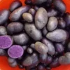 Purple Potato Seeds - Heirloom Solanum Tuberosum - 70 True Potato Seeds for Outdoor Planting - Image 1