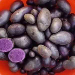 Purple Potato Seeds - Heirloom Solanum Tuberosum - 70 True Potato Seeds for Outdoor Planting - Image 1