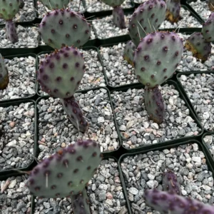 Purple Prickly Pear Cactus Live Plant - Opuntia Santa Rita - 4 inch Pot - Image 5