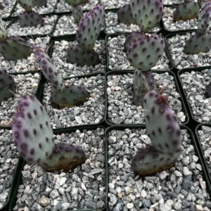 Purple Prickly Pear Cactus Live Plant - Opuntia Santa Rita - 4 inch Pot - Image 6