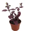Purple Prince St. Joseph's Coat Live Plant, Alternanthera, 2.5" Pot, Indoor/Outdoor - Image 1