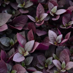 Purple Prince St. Joseph's Coat Live Plant, Alternanthera, 2.5