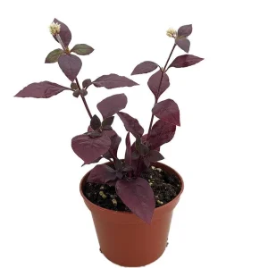 Purple Prince St. Joseph's Coat Live Plant, Alternanthera, 2.5" Pot, Indoor/Outdoor - Image 1