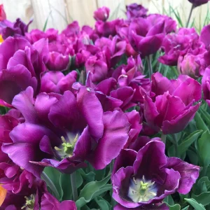 Purple Prince Tulip Bulbs - Approx. 450 Triumph Tulipa Bulbs for Fall Planting - Image 1