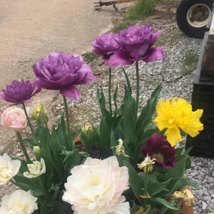 Purple Prince Tulip Bulbs - Approx. 450 Triumph Tulipa Bulbs for Fall Planting - Image 2