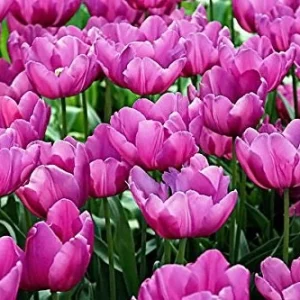 Purple Prince Tulip Bulbs - Single Early Tulip for Spring Garden, 12-14 inches Tall - Image 3