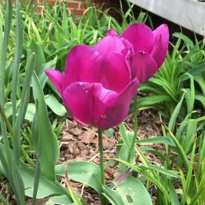 Purple Prince Tulip Bulbs - Single Early Tulip for Spring Garden, 12-14 inches Tall - Image 1
