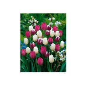 Purple Rain Mix Tulip Bulbs - Triumph Tulipa - 18-20