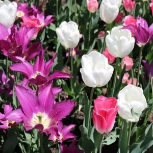 Purple Rain Mix Tulip Bulbs - Triumph Tulipa - 18-20