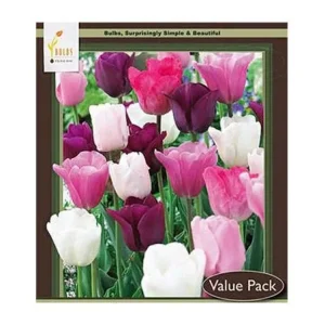 Purple Rain Mix Tulip Bulbs - Triumph Tulipa - 18-20