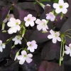 Purple Rain Shamrock Bulbs - Oxalis Triangularis - Easy Houseplant - Image 1