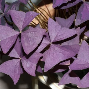 Purple Rain Shamrock Bulbs - Oxalis Triangularis - Easy Houseplant - Image 2