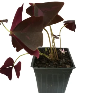 Purple Rain Shamrock Bulbs - Oxalis Triangularis - Easy Houseplant - Image 3