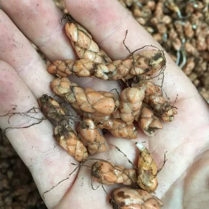 Purple Rain Shamrock Bulbs - Oxalis Triangularis - Easy Houseplant - Image 4