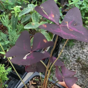 Purple Rain Shamrock Bulbs - Oxalis Triangularis - Easy Houseplant - Image 5