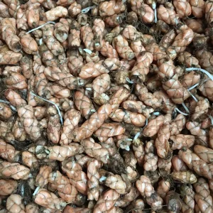 Purple Rain Shamrock Bulbs - Oxalis Triangularis - Easy Houseplant - Image 6