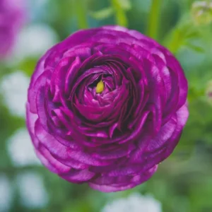 Purple Ranunculus Bulbs - 12 Quality Corms for Planting - Perennial Flower - Image 6