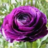 Purple Ranunculus Bulbs - 14 Corms for Garden & Wedding Flowers - Image 1