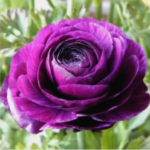 Purple Ranunculus Bulbs - 14 Corms for Garden & Wedding Flowers - Image 1