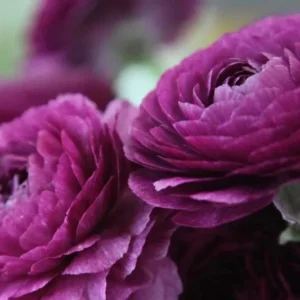 Purple Ranunculus Flower Bulbs - 25 Corms, 7+cm - Perennial, Indoor/Outdoor - Image 1