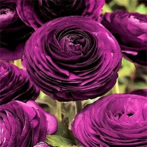 Purple Ranunculus Flower Bulbs - 25 Corms, 7+cm - Perennial, Indoor/Outdoor - Image 4