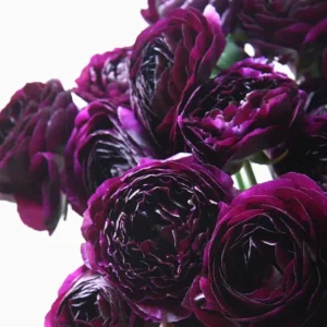 Purple Ranunculus Flower Bulbs - 25 Corms, 7+cm - Perennial, Indoor/Outdoor - Image 6