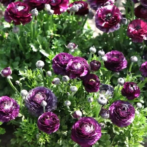 Purple Ranunculus Flower Bulbs - 25 Corms, 7+cm - Perennial, Indoor/Outdoor - Image 8