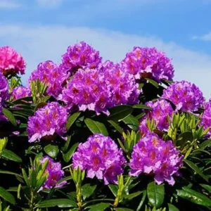 Purple Reblooming Azalea Rhododendron Live Plant in 4 Inch Pot Outdoor Shrub - Image 2