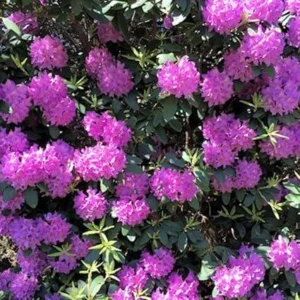 Purple Reblooming Azalea Rhododendron Live Plant in 4 Inch Pot Outdoor Shrub - Image 3