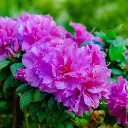 Purple Reblooming Azalea Rhododendron Live Plant in 4 Inch Pot Outdoor Shrub - Image 5