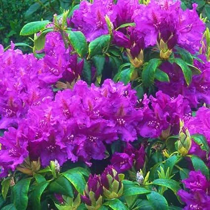 Purple Reblooming Azalea Rhododendron Live Plant in 4 Inch Pot Outdoor Shrub - Image 1