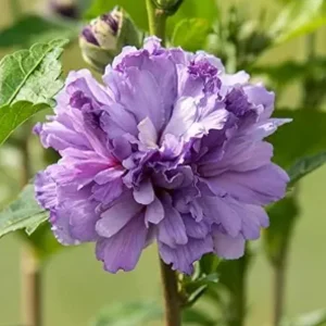 Purple Rose of Sharon Live Plant - Quart Pot - Althea Shrub - Outdoor - Image 2