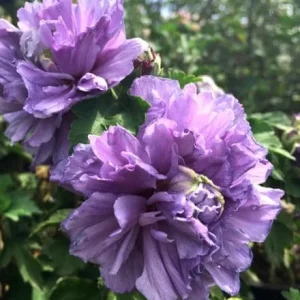 Purple Rose of Sharon Live Plant - Quart Pot - Althea Shrub - Outdoor - Image 3