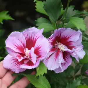 Purple Rose of Sharon Live Plant - Quart Pot - Althea Shrub - Outdoor - Image 4