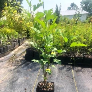 Purple Rose of Sharon Live Plant - Quart Pot - Althea Shrub - Outdoor - Image 5