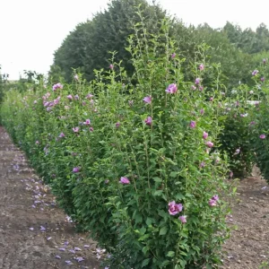 Purple Rose of Sharon Live Plant - Quart Pot - Althea Shrub - Outdoor - Image 7