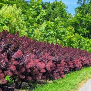 Purple Smoke Tree Live Plant - Cotinus coggygria - 12-18