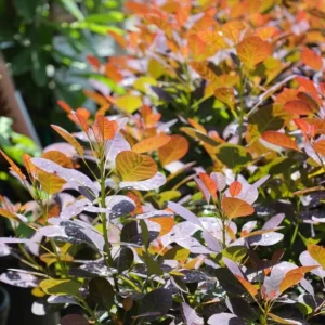 Purple Smoke Tree Live Plant - Cotinus coggygria - 12-18