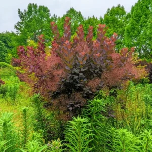 Purple Smoke Tree Live Plant - Cotinus coggygria - 12-18
