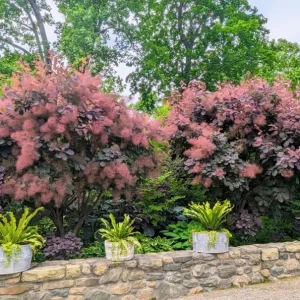 Purple Smoke Tree Live Plant - Cotinus coggygria - 12-18
