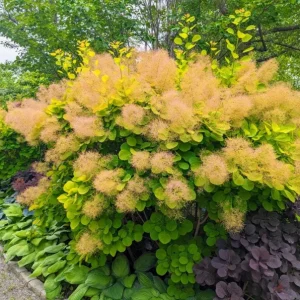 Purple Smoke Tree Live Plant - Cotinus coggygria - 12-18