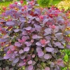 Purple Smoke Tree Live Plant - Cotinus coggygria - 12-18" Tall Seedling - Quart Pot - Outdoor Shrub - Image 1