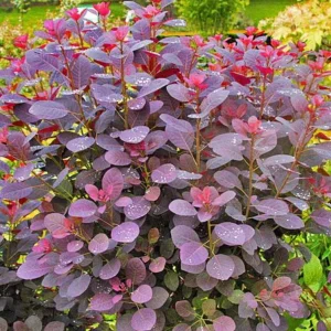 Purple Smoke Tree Live Plant - Cotinus coggygria - 12-18" Tall Seedling - Quart Pot - Outdoor Shrub - Image 1