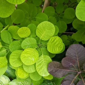Purple Smoke Tree Live Plant - Cotinus coggygria - 12-18