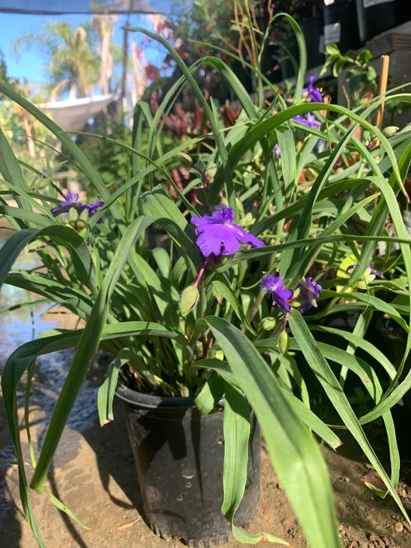 Purple Spiderwort Tradescantia Virginiana Live Plant 1ft in 6in Pot Outdoor - Image 2