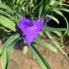 Purple Spiderwort Tradescantia Virginiana Live Plant 1ft in 6in Pot Outdoor - Image 1