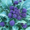Purple Sprouting Broccoli Seeds - 500 Count - Outdoor Vegetable Seeds - Image 1